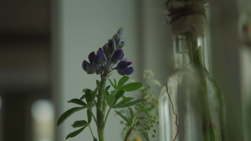 Decorative flowers growing on bottles in a shelf