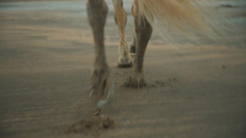 Person rides horse across beach leaving hoove prints
