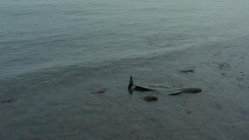 A whale stranded on the shore of the beach