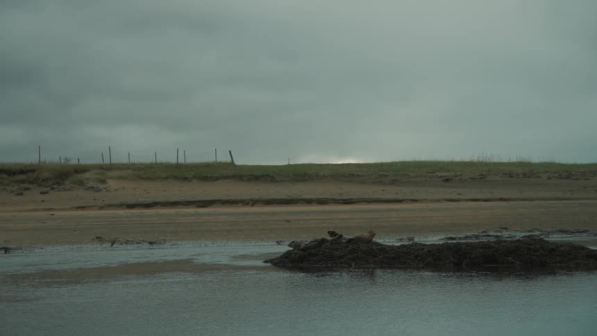 Seals on a rock on the beach during a cloudy day