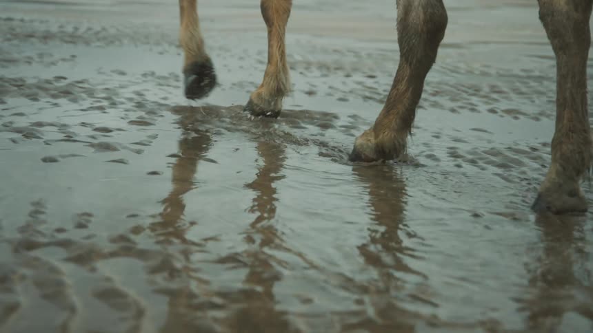 Horse walks on the wet beach sand in the coast