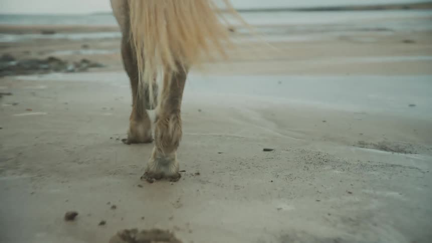 Horse leaves tracks while it is ridden across beach