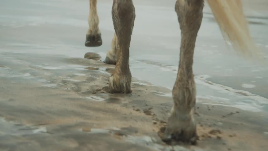 A horse is walking on the shore