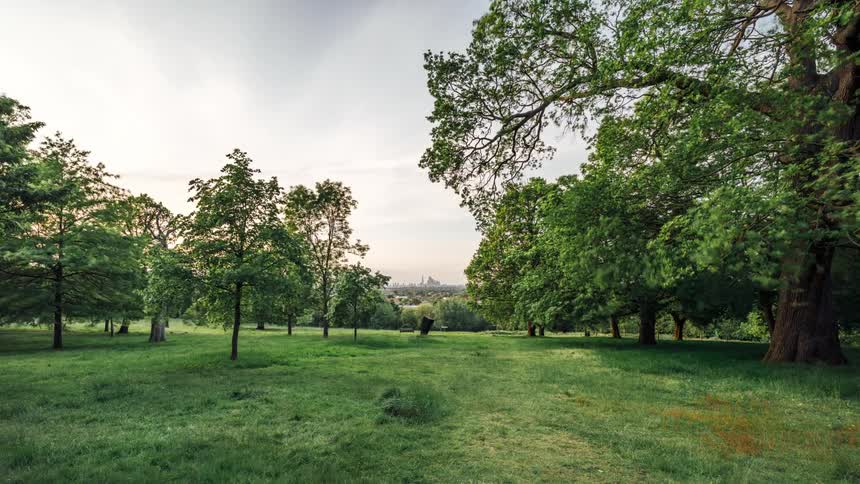 Time lapse of trees waving in the wind at evening