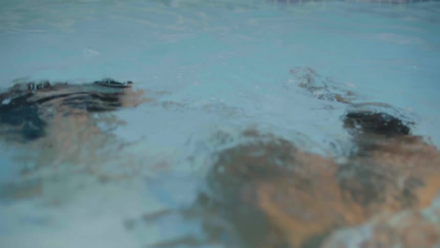 A happy man and woman dive into a pool and then return to the surface
