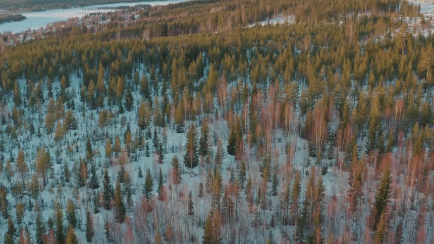 Aerial of a snow covered forest at sunset