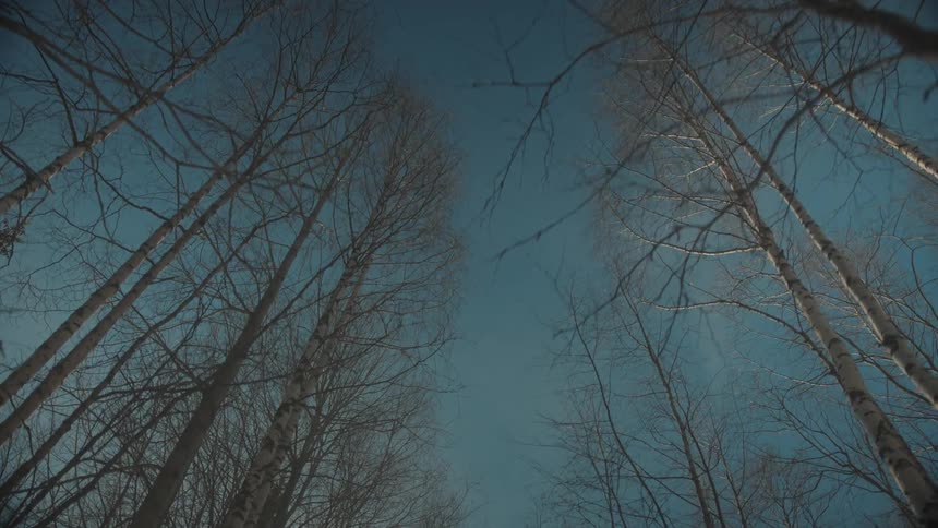 Many tall trees and they are all dry with no leaves