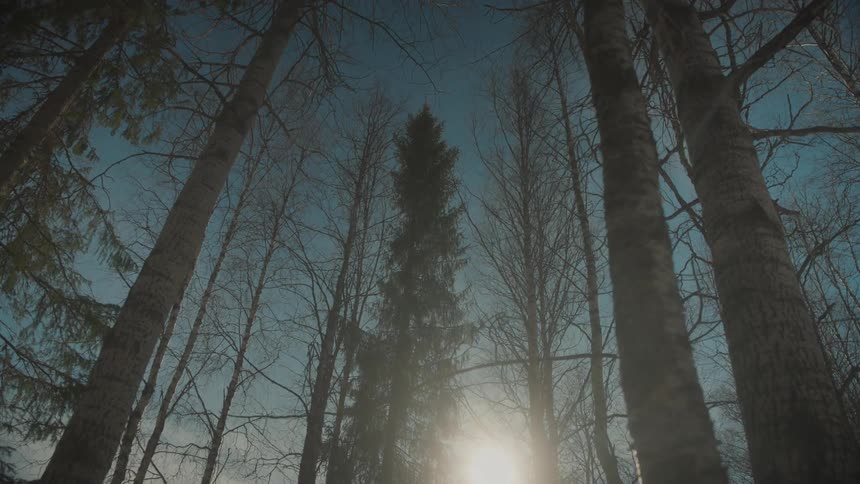 Trees in a forest during sunrise