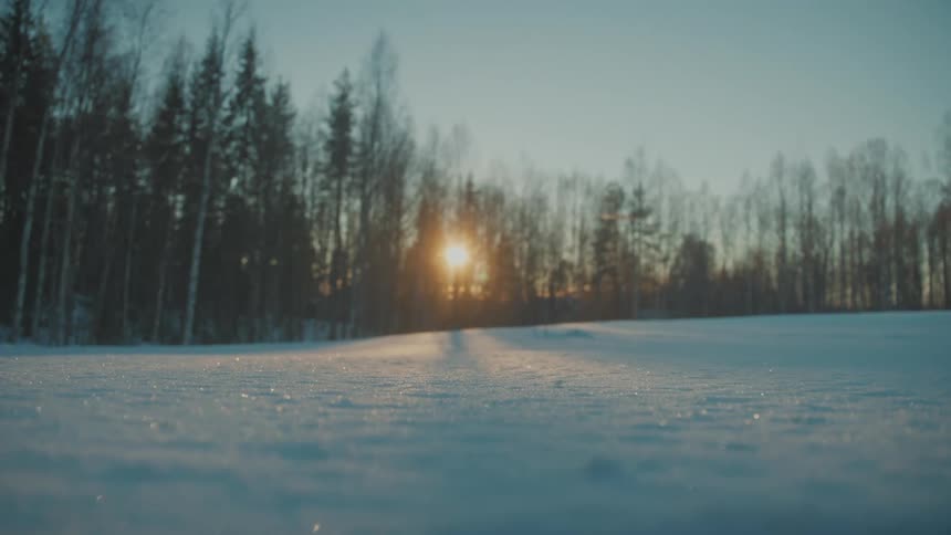 The forest is surrounded by snow