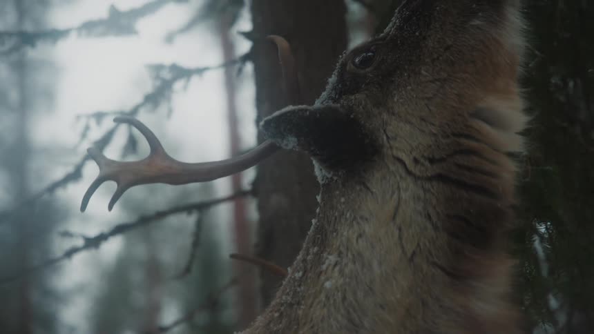 The reindeer is eating leaves off the tree