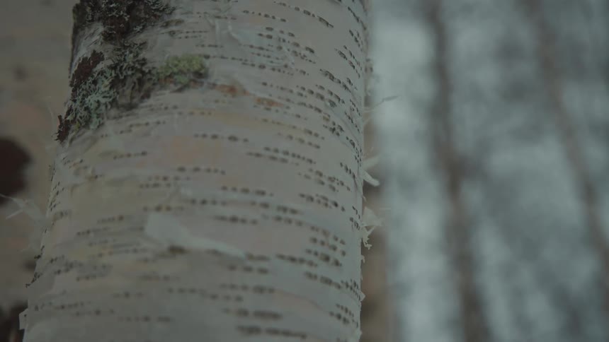 A close view of a peeling birch tree
