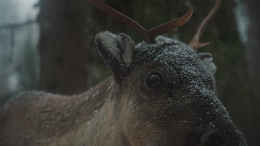 The reindeer looks around
