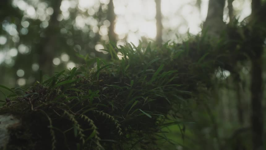 Plants growing on a fallen trunk in the forest