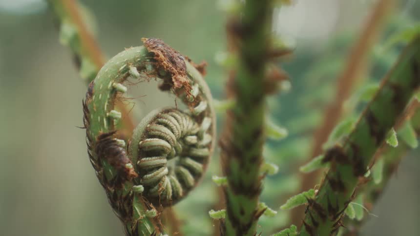 A green spiky plant with one stem coiled