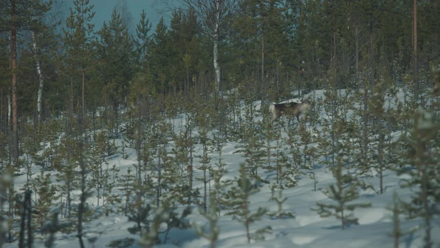 Deer walking on snowcovered ground in the wilderness