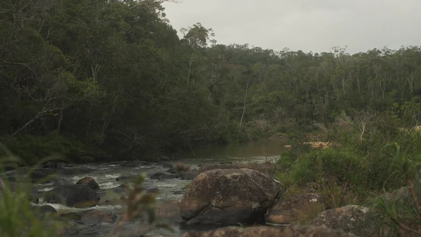 A stream flowing through a rain forest