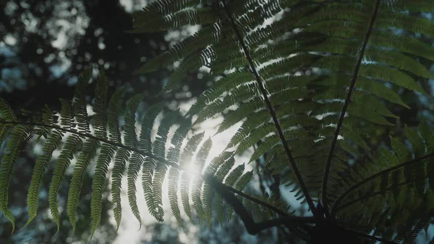 The sun shines through the tree