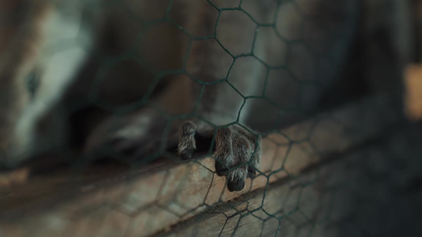 A lemur is behind the fence