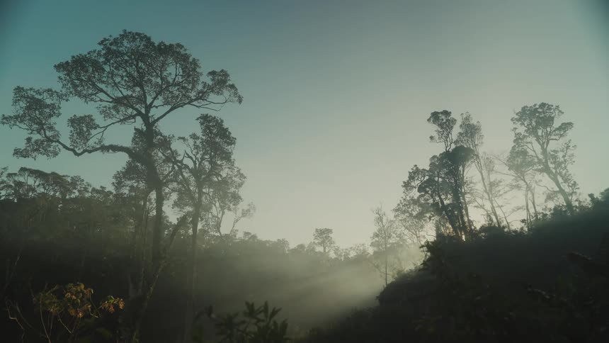 Series of trees in a rain forest