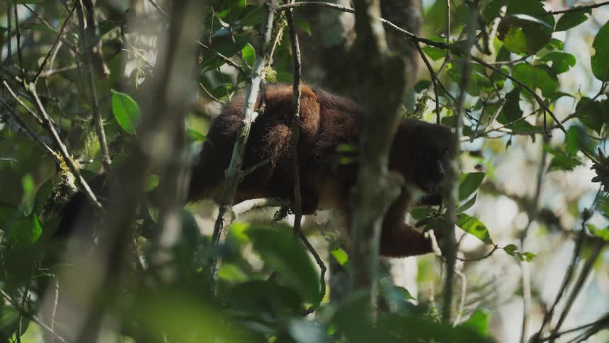 A lemur eats on the tree branch