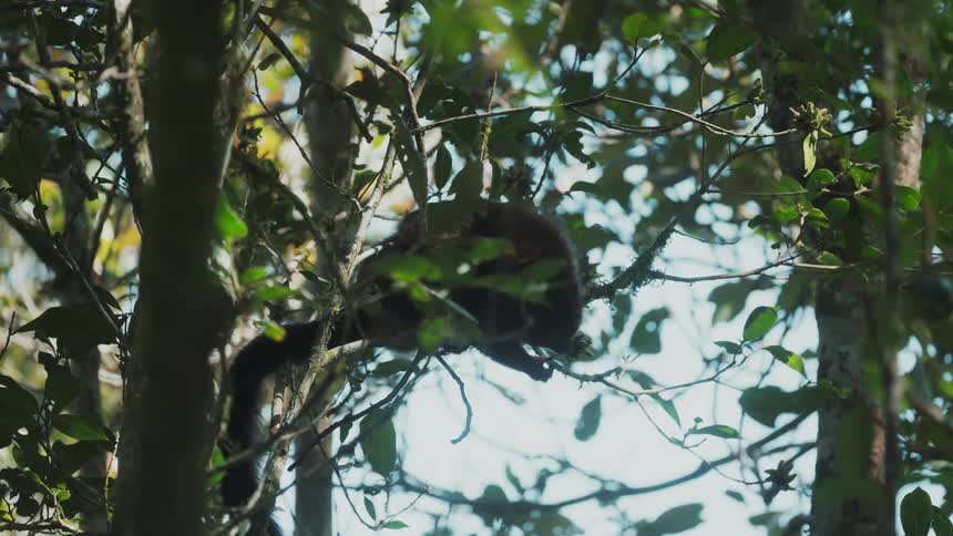 Tiny lemur on a branch feeding
