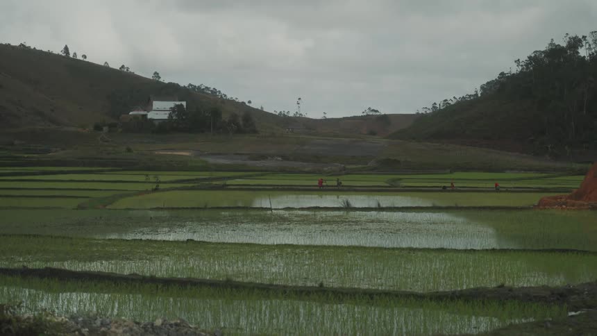Rice paddy field with workers in it on a cloudy day