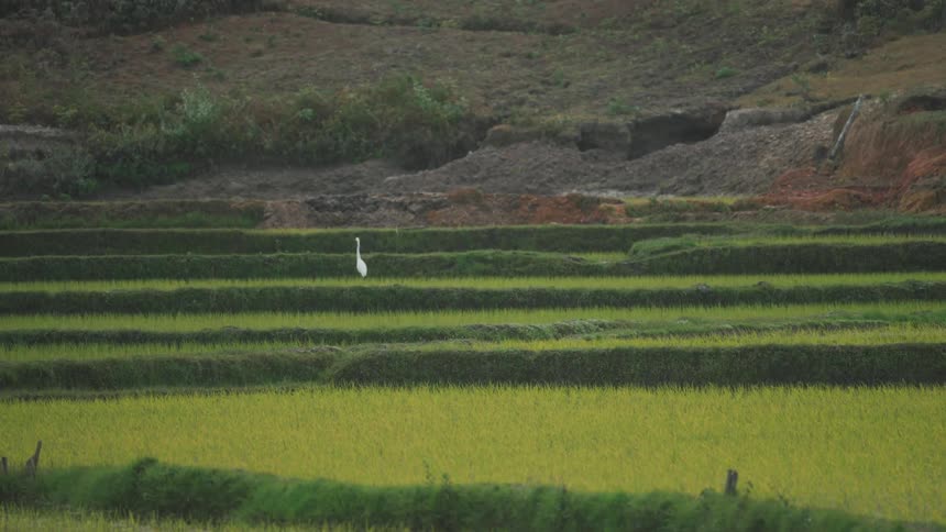 White bird flies over green field