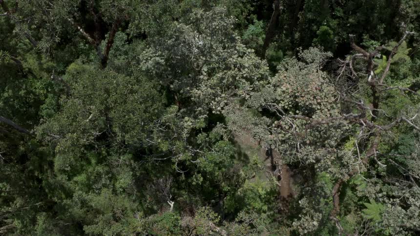 People walking through the jungle on a sunny day