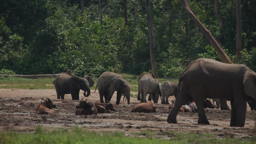 Elephants and buffaloes on a jungle mudflat during the day