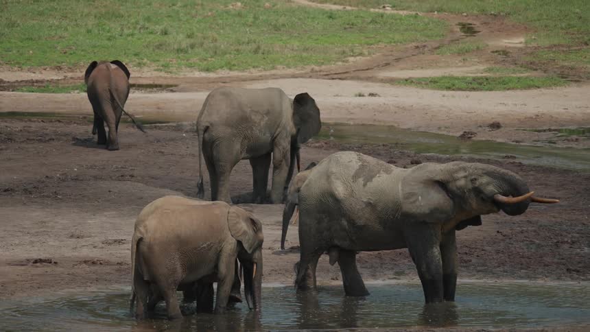 One of the multiple elephants wading in the water drinks with its trunk