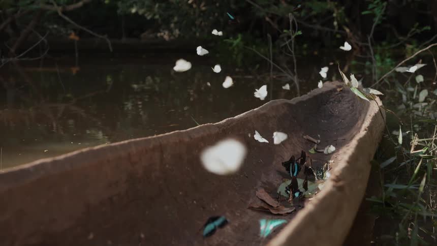 Blue and white butterflies flying around a log next to a lake