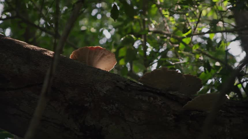 Mushrooms on a log in the forest