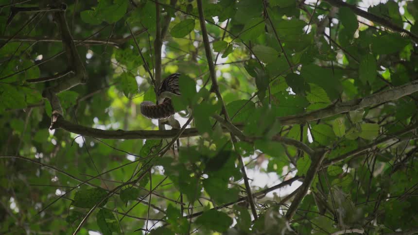 A pangolin is crawling on the branches