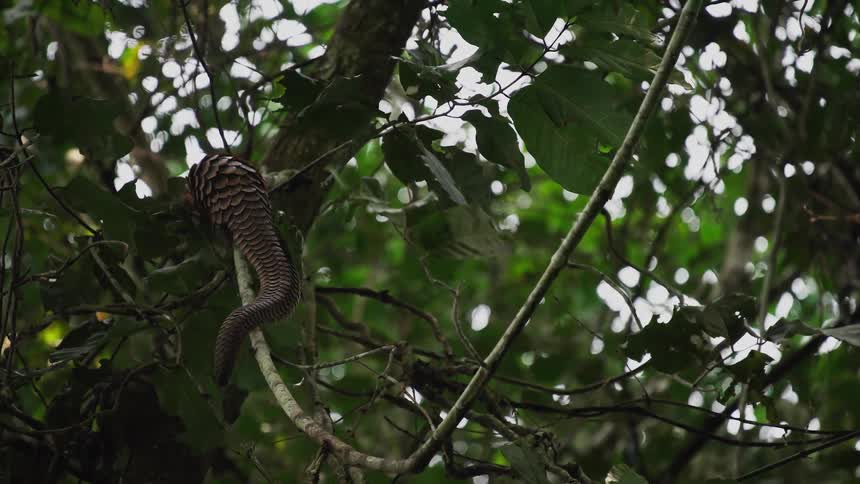 Pangolin climbs up tree vine