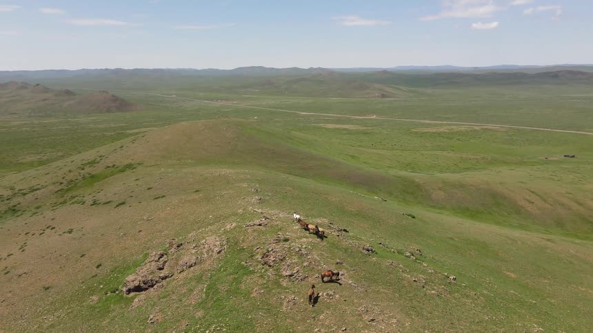 Horses grazing on a hill on a sunny day