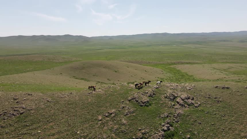 An aerial clip of horses on a green rocky filed