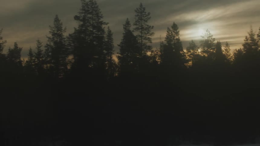 Aerial of pine forest during sunset