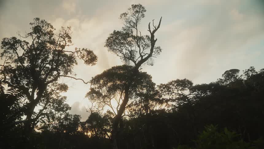 Silhouette of trees against the clouds in the sky at sunset