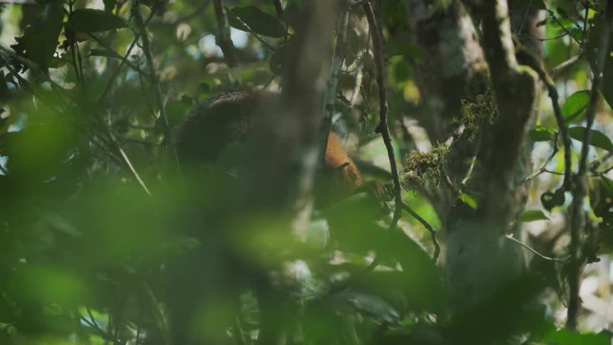 A lemur on a tree during the day