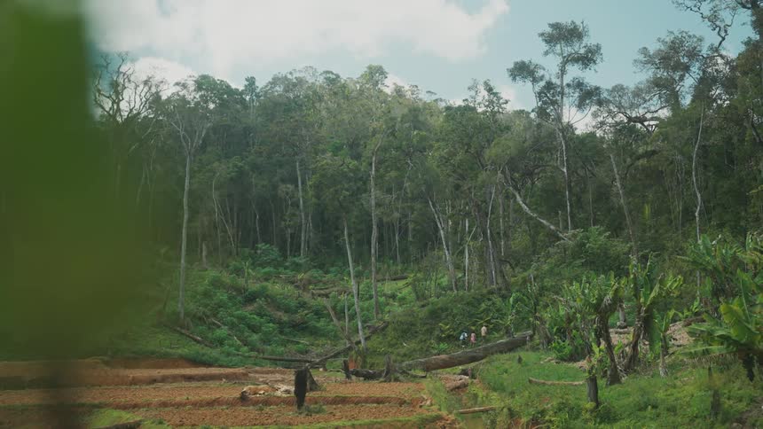 Three people walk up road at edge of rain forest