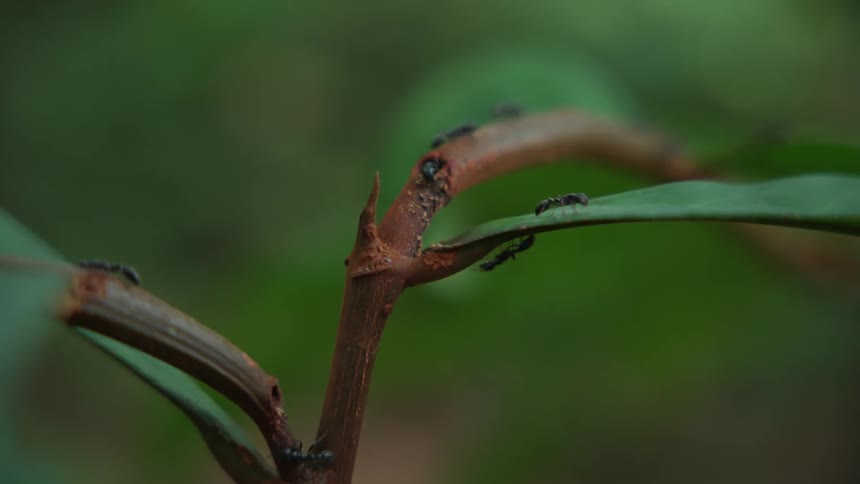 Black ants crawling over the stem of a plant