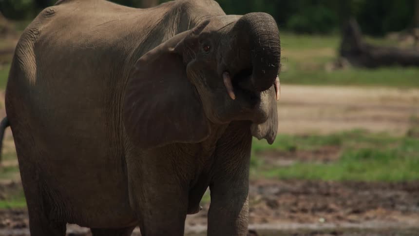 Elephant calf feeding in the midst of the jungle