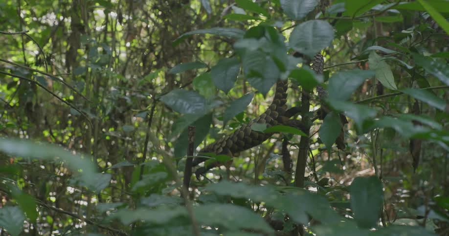 A pangolin crawling on trees in a jungle