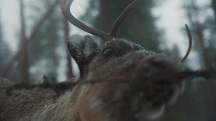 A moose eats plants in the forest during winter