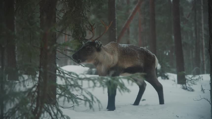 A clip of a deer feeding out wide in the woods during winter