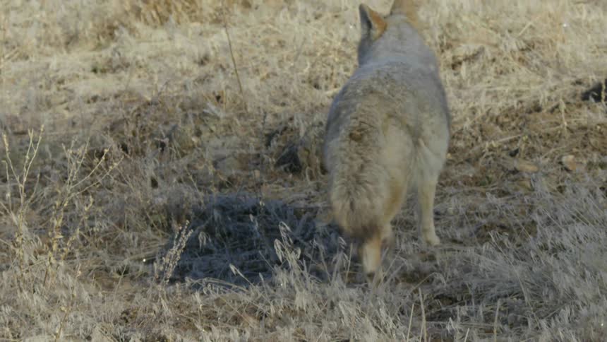 A coyote looks around its habitat and starts running