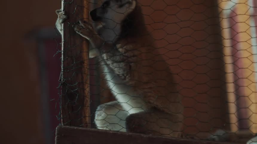 Ringtailed lemur inside a captive cage