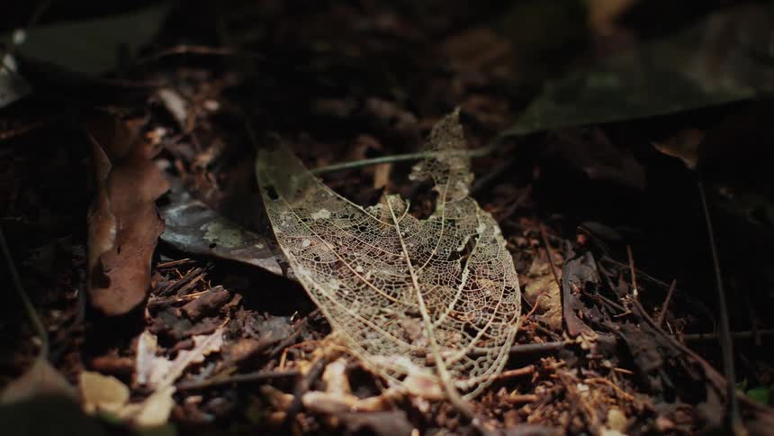 A dry and brittle leaf on the ground