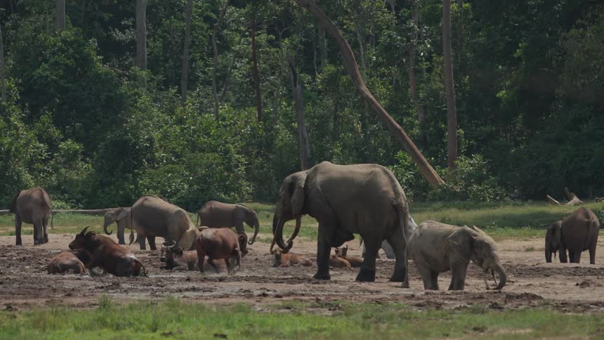 Elephants and cows bath in the mud next to the forest