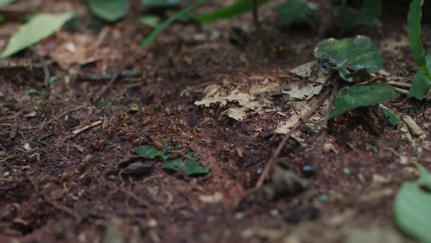 Colony of ants running in and out of an anthill mound